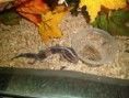 /album/nos-geckos/sam-1073-copie-jpg/